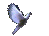 Jesus Coming Again Ministries White Dove